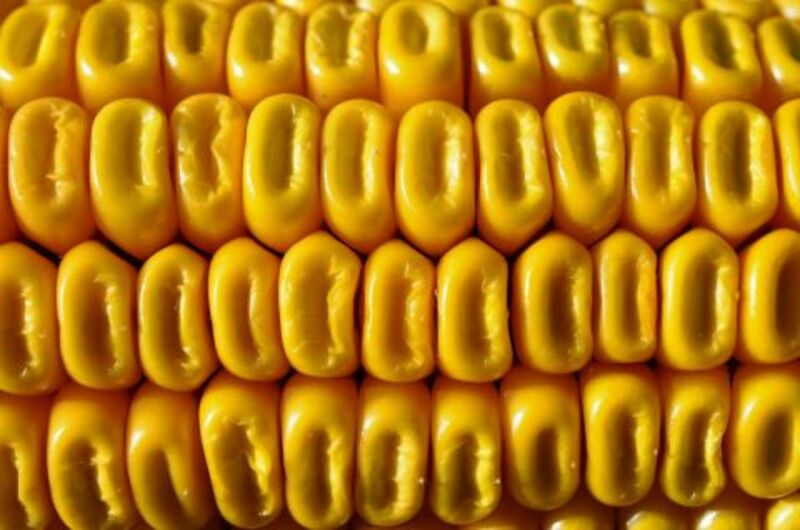 Corn up close - by PixelAnarchy via All-free-download_com__480x318